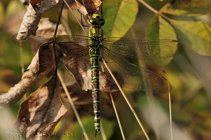 Aeshna cyanea